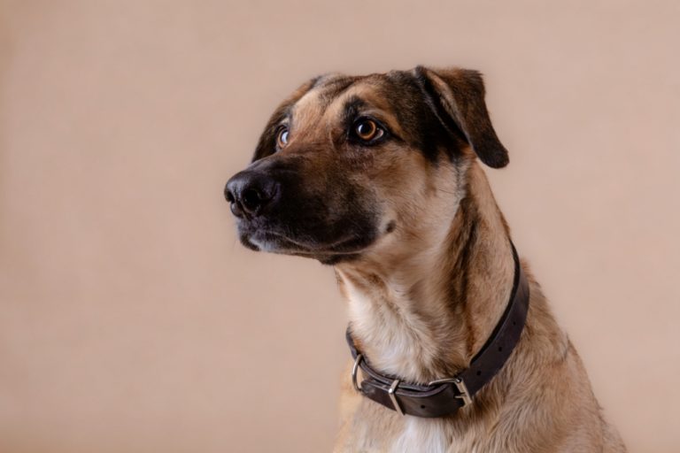 Why Are PU Leather Dog Collars the Best Choice for Comfort and Safety