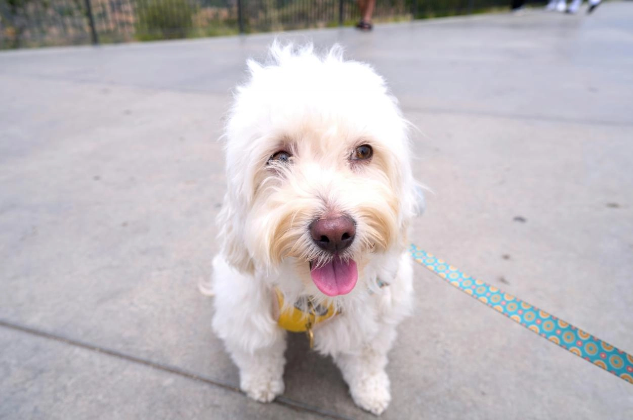 Dog Collar and Leash Set