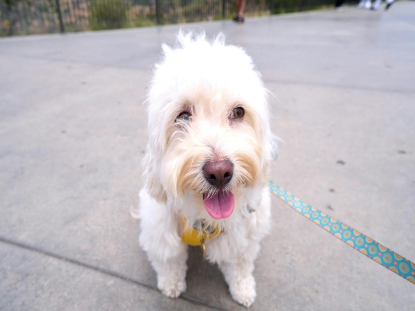 Which Dog Collar and Leash Set Won't Rust in Rain or at the Beach