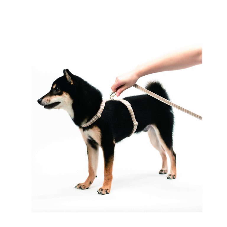 -5_画板 1 副本 8