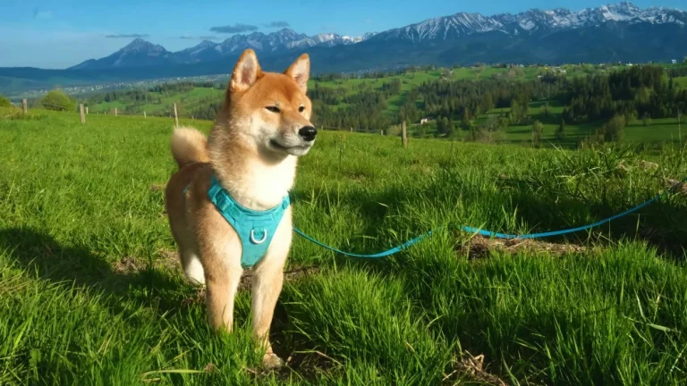 La guía definitiva para caminar con perros Por qué necesita un correa impermeable para perros