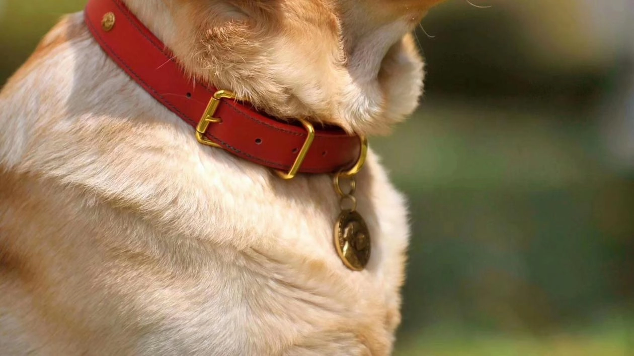 PU Leather collar for dog