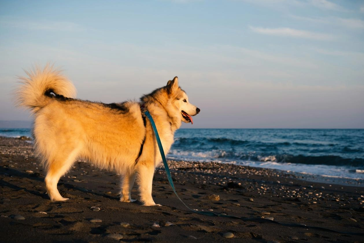 Rust Proof Dog Leash