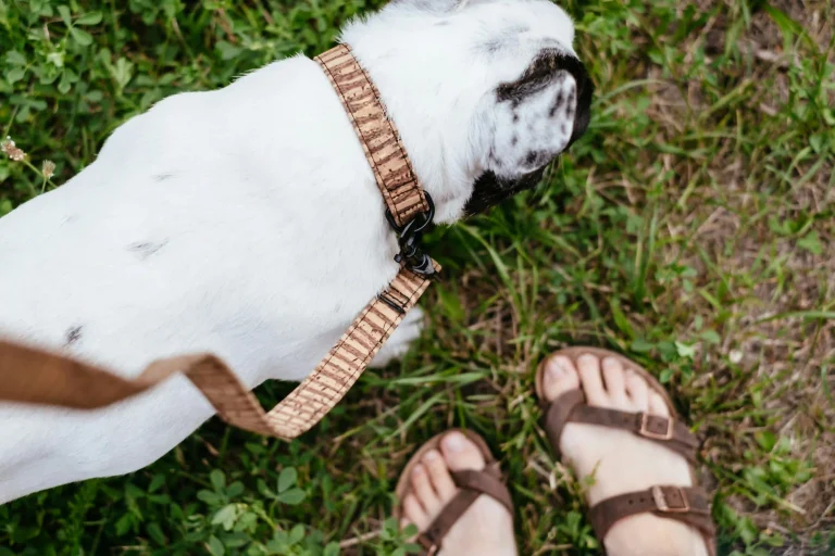 Tactical Dog Collar Trends che combinano funzione all'aperto con stile Camo