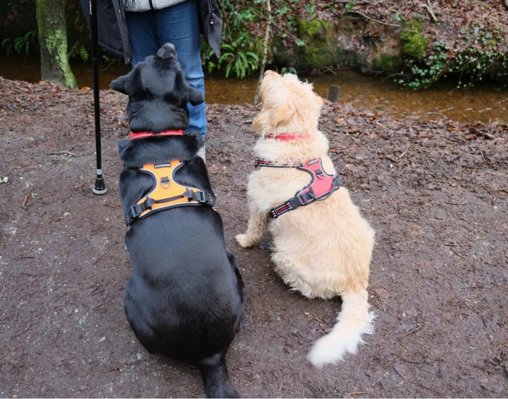 Front Clip vs. Back Clip Dog Harness