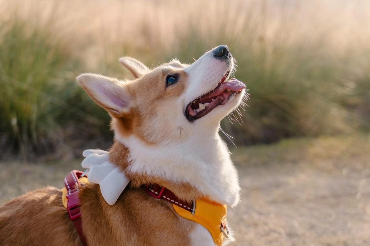 PU Leather Dog Collars