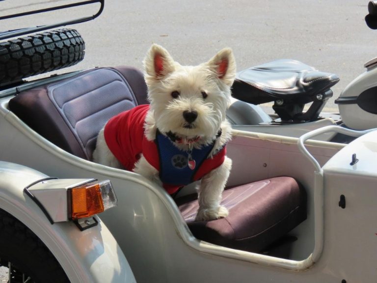 Pet Vest Harness vs Dog Collar Which Is Safer for Daily Walks