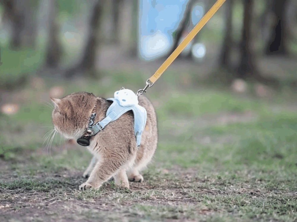 Step In Pet Harness