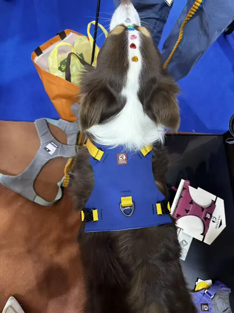 Back view of a dog wearing a blue Holydog harness with adjustable straps