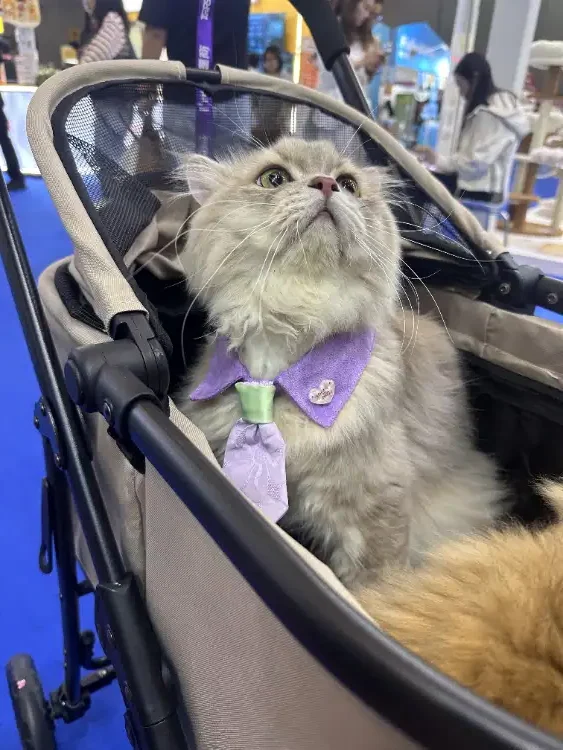 Cat in a pet stroller at the 14th TOPS Chengdu Pet Fair