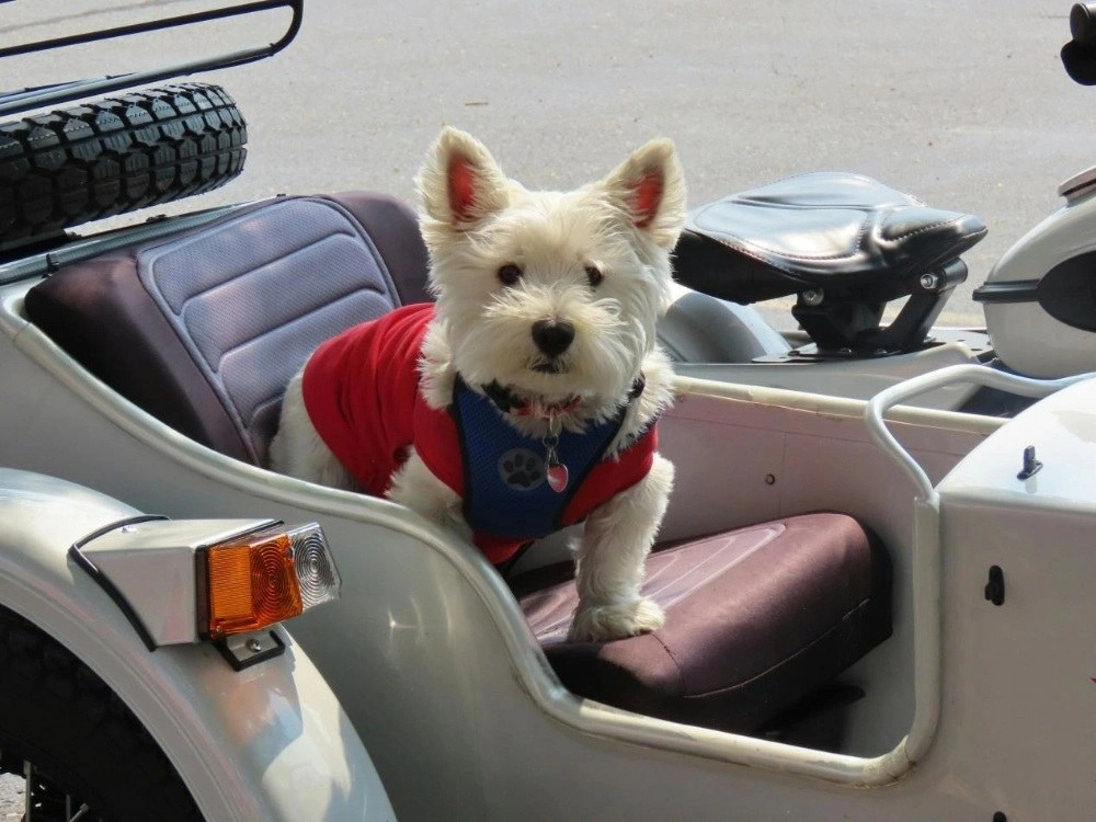 Dog Vest Harness
