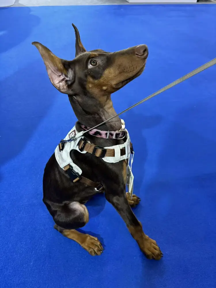 Dog wearing a Holydog adjustable harness at the TOPS Chengdu Pet Fair