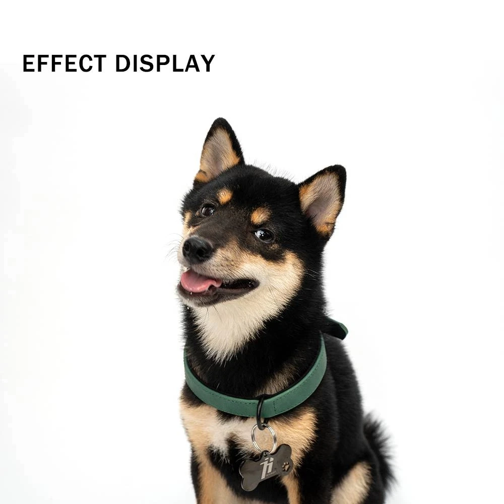 dog wearing collar